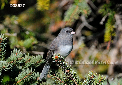 Dark-eyed Junco (Junco hyemalis)